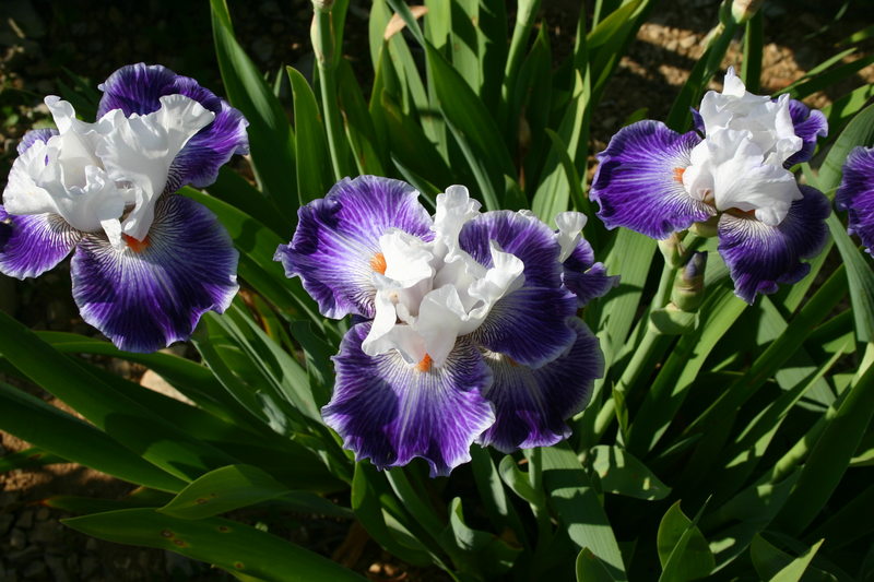 Iris en Vivarais