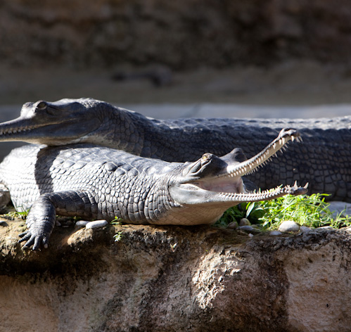ferme-aux-crocodiles
