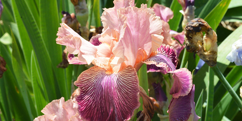 iris-violet-larnas-ardeche